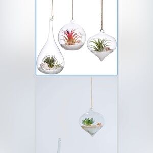 Air plants hanging vases